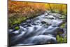 Fall Color Along Lundy Creek, Inyo National Forest, Sierra Nevada Mountains, California, Usa-Russ Bishop-Mounted Photographic Print