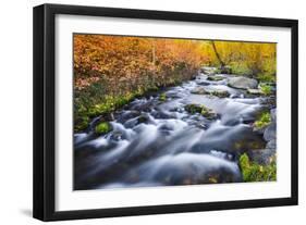 Fall Color Along Lundy Creek, Inyo National Forest, Sierra Nevada Mountains, California, Usa-Russ Bishop-Framed Photographic Print