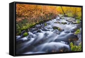 Fall Color Along Lundy Creek, Inyo National Forest, Sierra Nevada Mountains, California, Usa-Russ Bishop-Framed Stretched Canvas