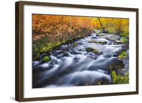 Fall Color Along Lundy Creek, Inyo National Forest, Sierra Nevada Mountains, California, Usa-Russ Bishop-Framed Photographic Print