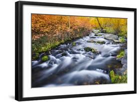 Fall Color Along Lundy Creek, Inyo National Forest, Sierra Nevada Mountains, California, Usa-Russ Bishop-Framed Photographic Print