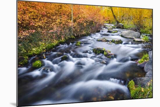 Fall Color Along Lundy Creek, Inyo National Forest, Sierra Nevada Mountains, California, Usa-Russ Bishop-Mounted Photographic Print