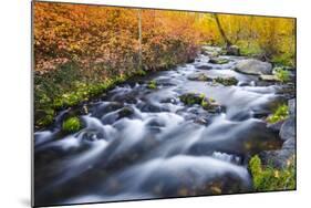 Fall Color Along Lundy Creek, Inyo National Forest, Sierra Nevada Mountains, California, Usa-Russ Bishop-Mounted Photographic Print