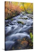 Fall Color Along Lundy Creek, Inyo National Forest, Sierra Nevada Mountains, California, Usa-Russ Bishop-Stretched Canvas