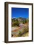 Fall color along Mineral Creek under Red Mountain Pass, San Juan National Forest, Colorado, USA-Russ Bishop-Framed Photographic Print