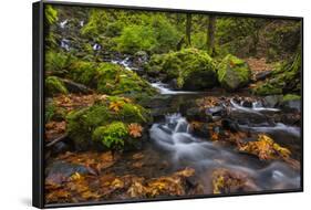 Fall Color Along Starvation Creek Falls, Columbia Gorge, Oregon-Chuck Haney-Framed Photographic Print