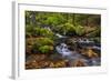 Fall Color Along Starvation Creek Falls, Columbia Gorge, Oregon-Chuck Haney-Framed Photographic Print