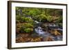 Fall Color Along Starvation Creek Falls, Columbia Gorge, Oregon-Chuck Haney-Framed Photographic Print