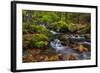 Fall Color Along Starvation Creek Falls, Columbia Gorge, Oregon-Chuck Haney-Framed Photographic Print