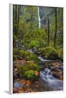 Fall Color Along Starvation Creek Falls, Columbia Gorge, Oregon-Chuck Haney-Framed Photographic Print