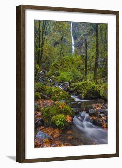 Fall Color Along Starvation Creek Falls, Columbia Gorge, Oregon-Chuck Haney-Framed Photographic Print