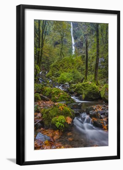 Fall Color Along Starvation Creek Falls, Columbia Gorge, Oregon-Chuck Haney-Framed Photographic Print