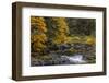 Fall color along the Nehalem River in the Tillamook State Forest, Oregon, USA-Chuck Haney-Framed Photographic Print