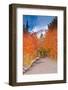 Fall color along the North Lake road, Inyo National Forest, Sierra Nevada Mountains, California-Russ Bishop-Framed Photographic Print