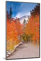 Fall color along the North Lake road, Inyo National Forest, Sierra Nevada Mountains, California-Russ Bishop-Mounted Photographic Print
