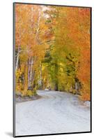 Fall color along the North Lake road, Inyo National Forest, Sierra Nevada Mountains, California-Russ Bishop-Mounted Photographic Print