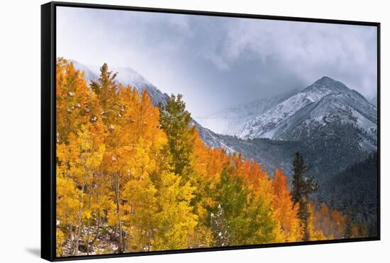 Fall Color and Early Snow at North Lake, Inyo National Forest, California-Russ Bishop-Framed Stretched Canvas