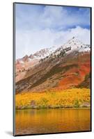 Fall color and early snow at North Lake, Inyo National Forest, Sierra Nevada Mountains, California-Russ Bishop-Mounted Photographic Print