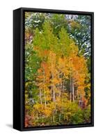 Fall Color and Fresh Snow at Lake Sabrina, Inyo National Forest, California-Russ Bishop-Framed Stretched Canvas