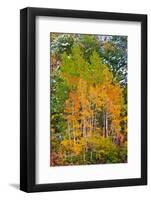 Fall Color and Fresh Snow at Lake Sabrina, Inyo National Forest, California-Russ Bishop-Framed Photographic Print