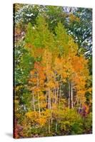 Fall Color and Fresh Snow at Lake Sabrina, Inyo National Forest, California-Russ Bishop-Stretched Canvas