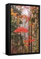 Fall Color and Mist II-Vincent James-Framed Stretched Canvas