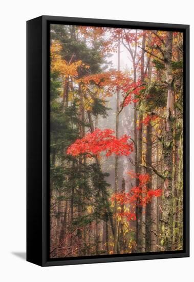 Fall Color and Mist II-Vincent James-Framed Stretched Canvas