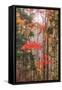 Fall Color and Mist II-Vincent James-Framed Stretched Canvas