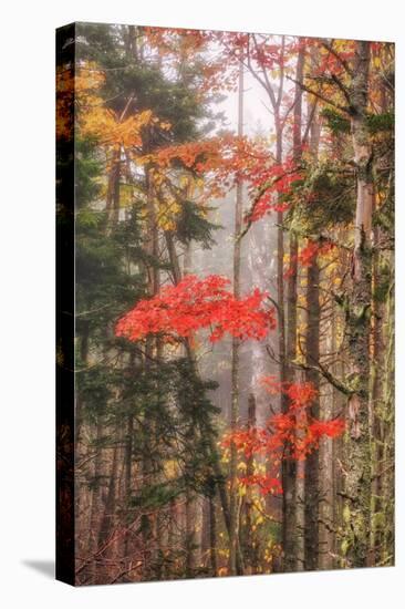 Fall Color and Mist II-Vincent James-Stretched Canvas