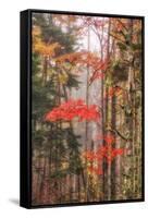 Fall Color and Mist II-Vincent James-Framed Stretched Canvas