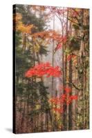 Fall Color and Mist II-Vincent James-Stretched Canvas