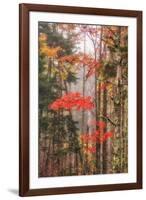 Fall Color and Mist II-Vincent James-Framed Premium Photographic Print