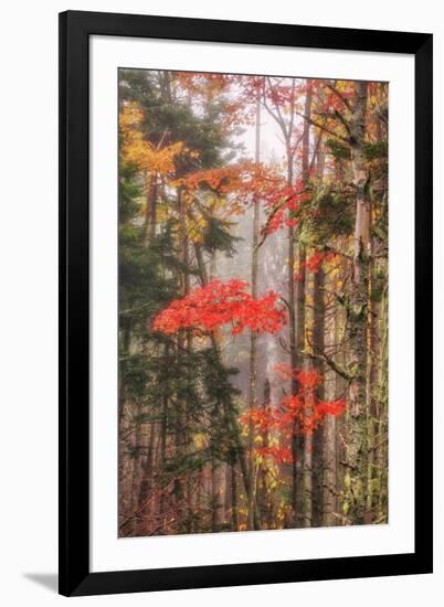 Fall Color and Mist II-Vincent James-Framed Premium Photographic Print