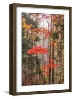 Fall Color and Mist II-Vincent James-Framed Photographic Print