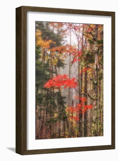 Fall Color and Mist II-Vincent James-Framed Photographic Print