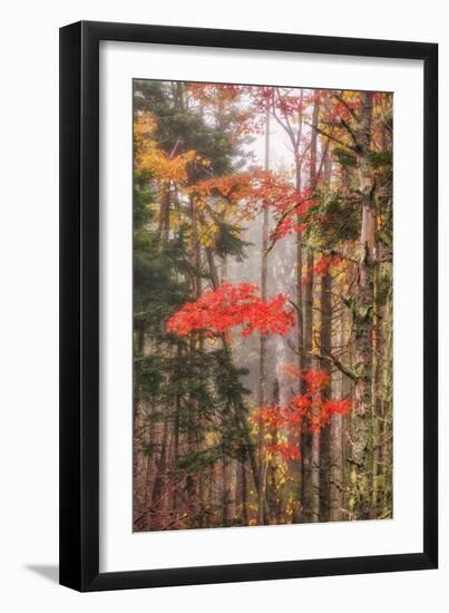 Fall Color and Mist II-Vincent James-Framed Photographic Print