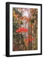 Fall Color and Mist II-Vincent James-Framed Photographic Print