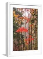 Fall Color and Mist II-Vincent James-Framed Photographic Print