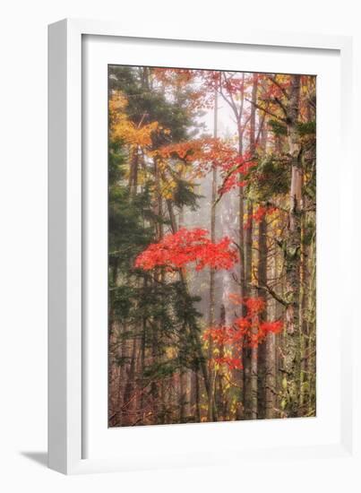 Fall Color and Mist II-Vincent James-Framed Photographic Print
