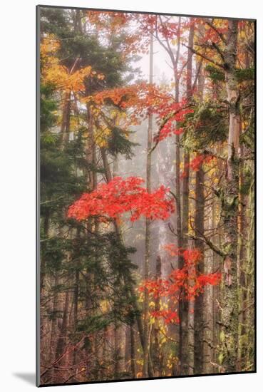 Fall Color and Mist II-Vincent James-Mounted Photographic Print