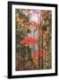 Fall Color and Mist II-Vincent James-Framed Photographic Print