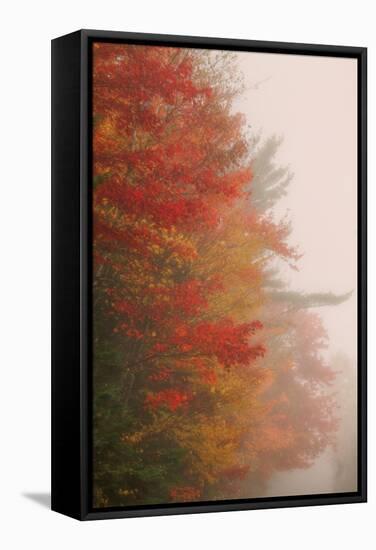 Fall Color and Mist, New Hampshire-Vincent James-Framed Stretched Canvas
