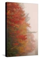 Fall Color and Mist, New Hampshire-Vincent James-Stretched Canvas