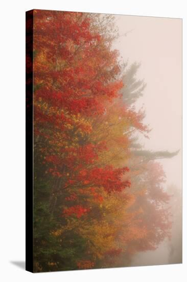 Fall Color and Mist, New Hampshire-Vincent James-Stretched Canvas