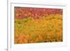 Fall color at North Lake, Inyo National Forest, Sierra Nevada Mountains, California, USA.-Russ Bishop-Framed Photographic Print