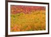 Fall color at North Lake, Inyo National Forest, Sierra Nevada Mountains, California, USA.-Russ Bishop-Framed Photographic Print