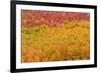 Fall color at North Lake, Inyo National Forest, Sierra Nevada Mountains, California, USA.-Russ Bishop-Framed Photographic Print