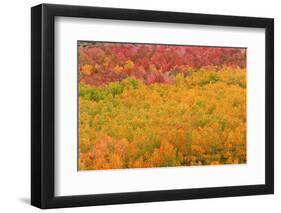 Fall color at North Lake, Inyo National Forest, Sierra Nevada Mountains, California, USA.-Russ Bishop-Framed Photographic Print