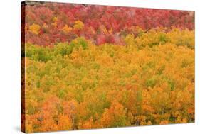 Fall color at North Lake, Inyo National Forest, Sierra Nevada Mountains, California, USA.-Russ Bishop-Stretched Canvas