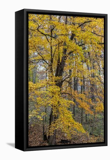 Fall color at Stephen A. Forbes State Park, Marion County, Illinois-Richard & Susan Day-Framed Stretched Canvas